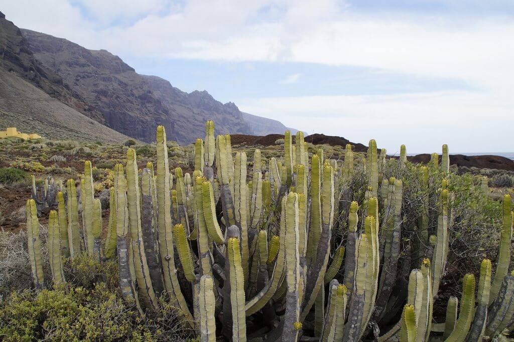 Canary Islands (Euphorbia Canariensis) Cactus