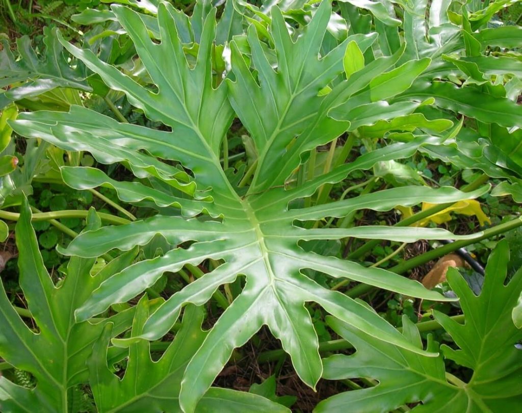 Green leaves Philodendron Bipinnatifidum