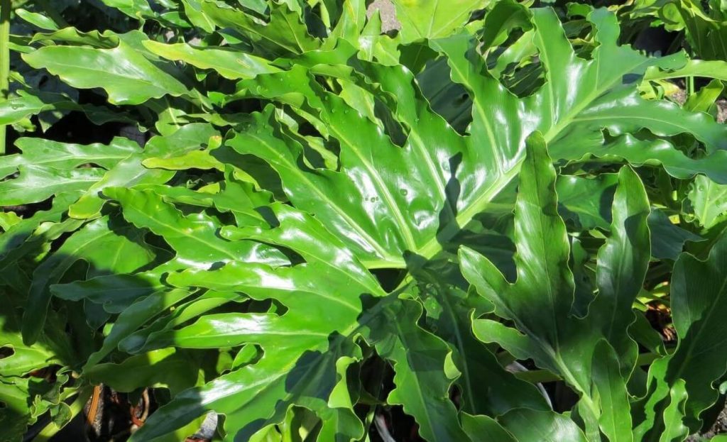 Growing Philodendron Bipinnatifidum in your garden