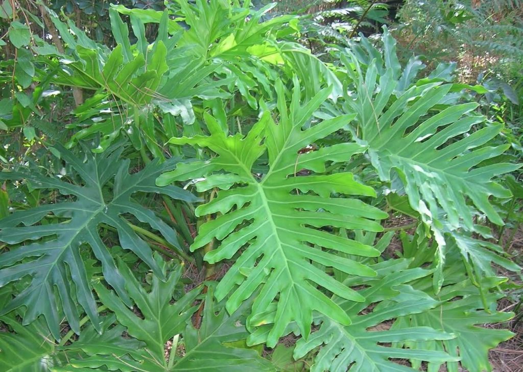 Philodendron Bipinnatifidum