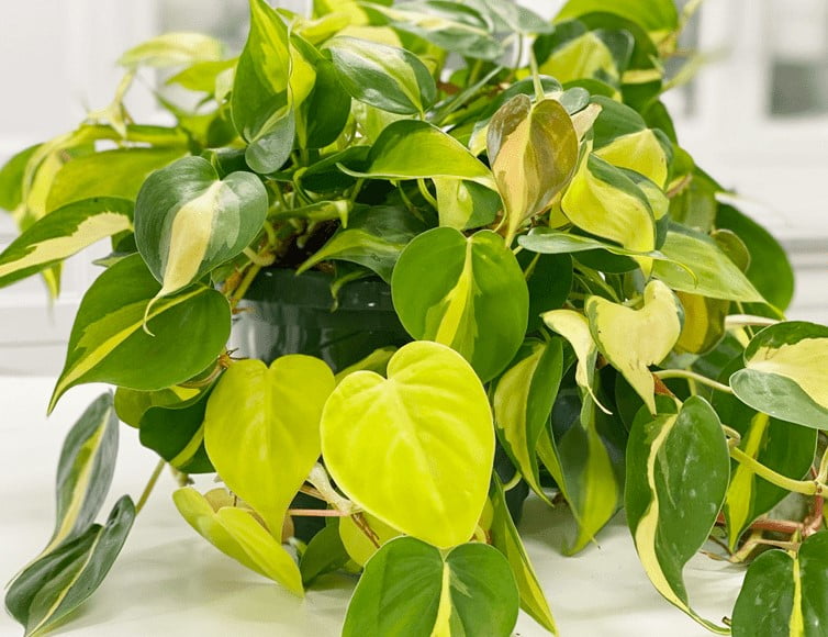 Philodendron Brasil care indoor