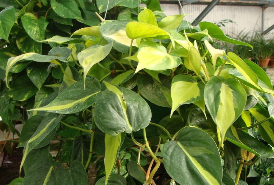 Philodendron Hederaceum outdoor