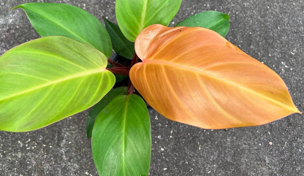 Philodendron Prince of Orange care guide