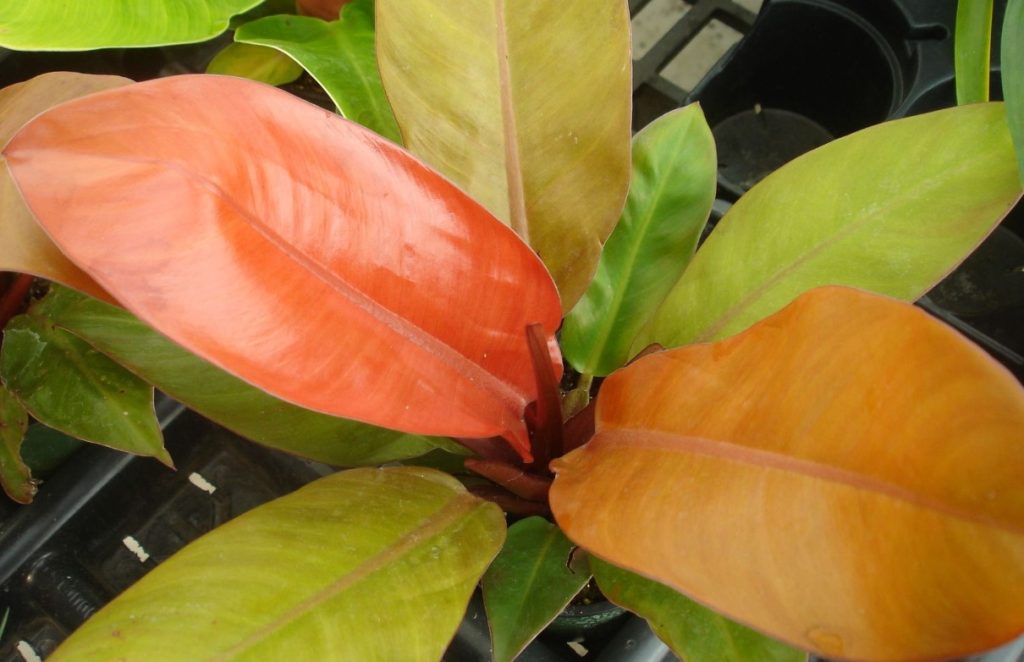 Philodendron Prince of Orange plant care