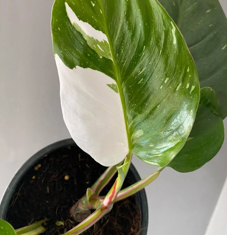Philodendron White Princess indoor
