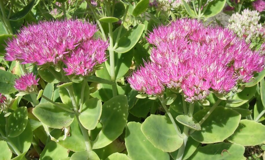 Sedum Spectabile pink with green leaves