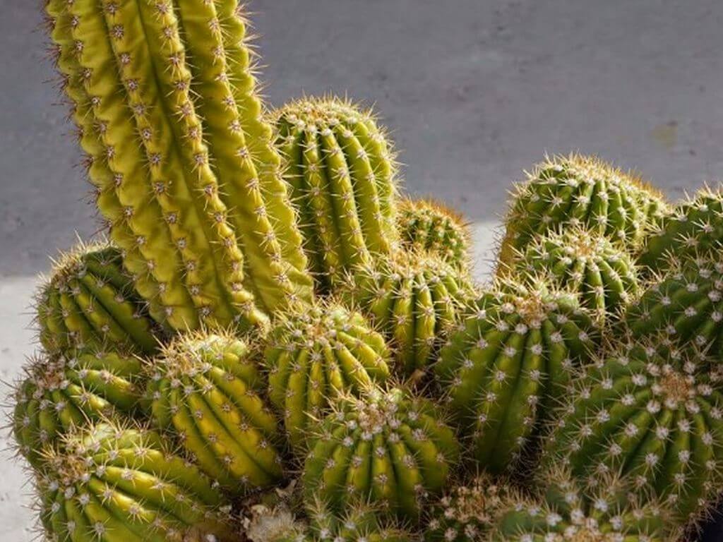 cactus turning yellow 2