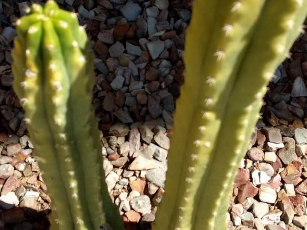 cactus or succulent turning yellow