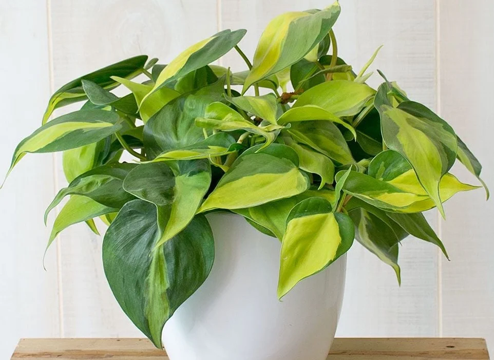 indoor Philodendron Brasil