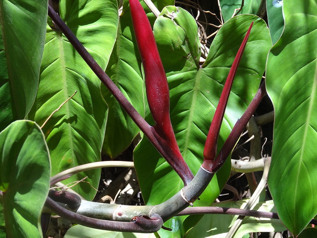 philodendron red duchess