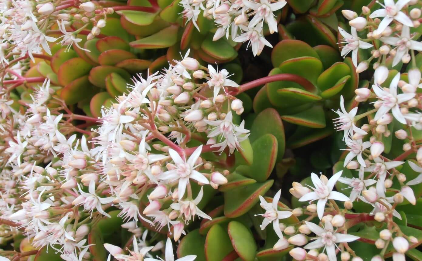 types of succulent Crassula Ovata