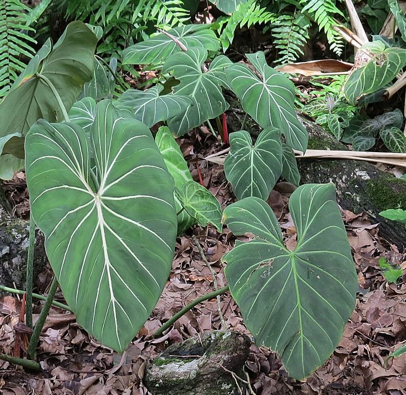 Philodendron Gloriosum in the backyard