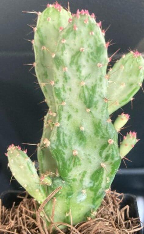 Cactus Turning White 
