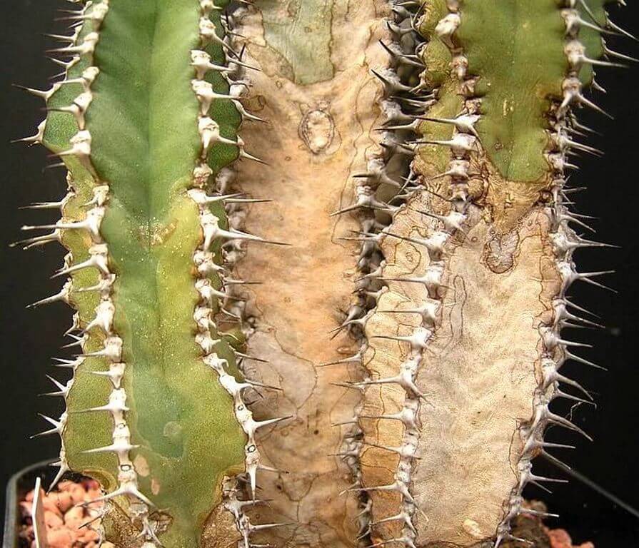 cactus corking 2