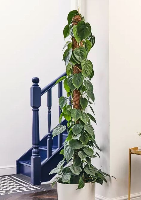 False Philodendron Peperomia scandens