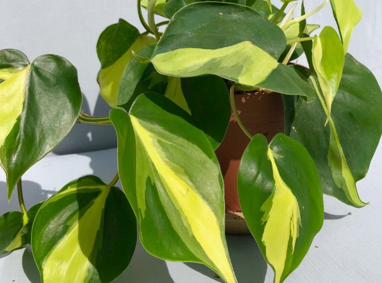 Philodendron Brasil care