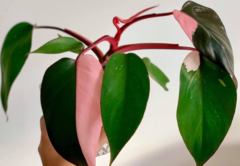 Philodendron Pink Princess type