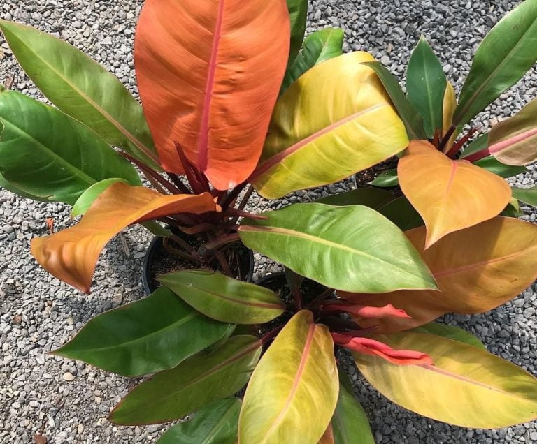 Philodendron Prince of Orange 1