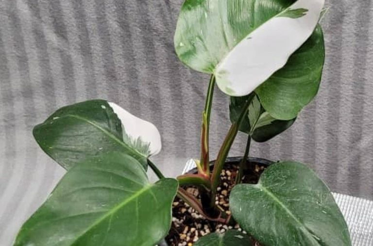 Philodendron White Princess indoor plant