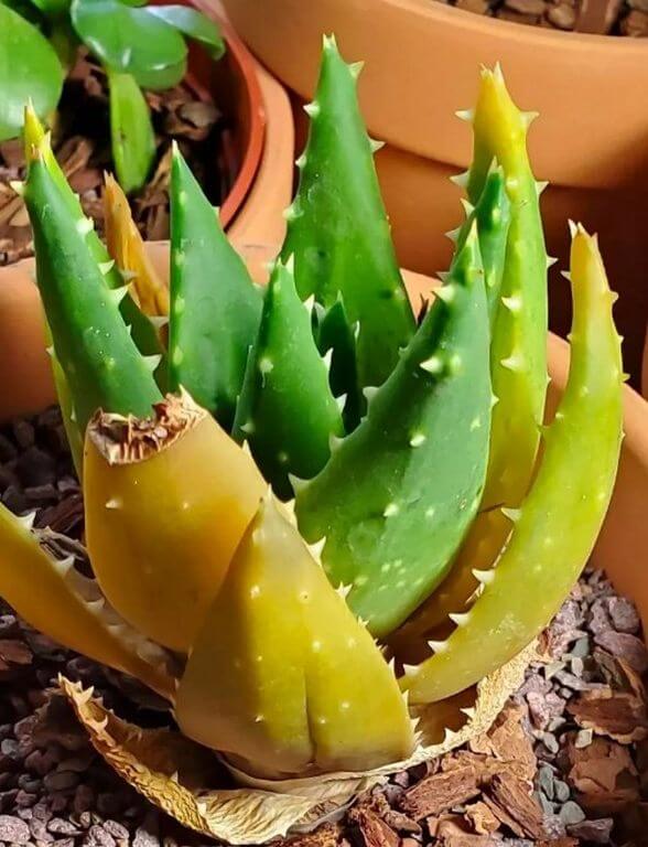 succulent droopy